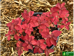 Спирея японская  "Зен Спирит Карамель"