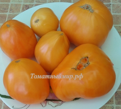Томат Регби оранжевый (Rugby orange, США)