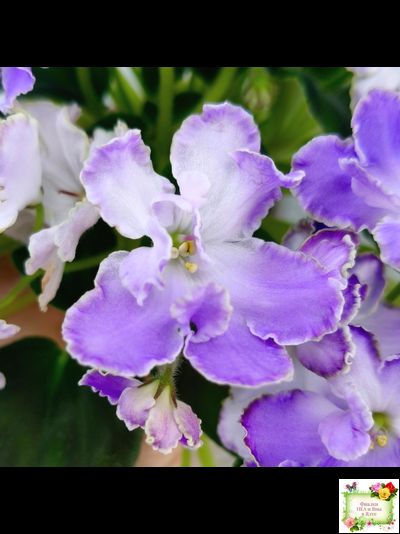 LV-Цветы для Любимого (Л. Шевелева) 2025 г. трейлер (клакамасный лонг)