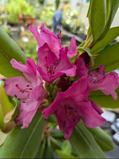 Рододендрон вечнозеленый гибридный Карактакус Rhododendron hybrid Caractacus