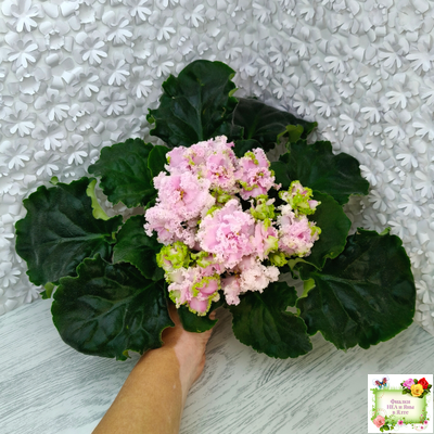 ЛЕ-Денди (Е. Лебецкая) 2011 г.