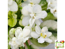 Scales White (Е. и Я. Немчиновы) 2025 г.