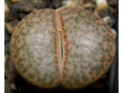 Lithops fulviceps C221 (MG-1589)