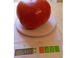 Томат Ишалница (Isalnita cu Cute) Румыния