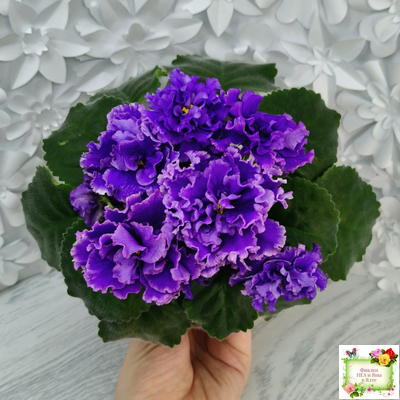 РМ-Синий Бриллиант (Н. Скорнякова) 2023 г.