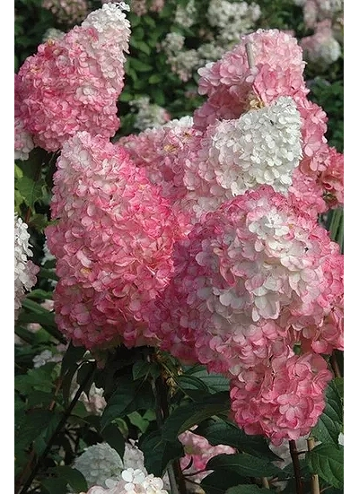 Гортензия метельчатая  Pink Lady