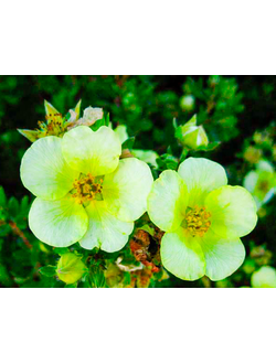 Курильский чай "Лайм Лайт"