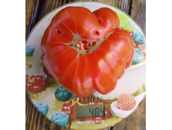 Томат Нанни бао (Nanni Bao), Италия