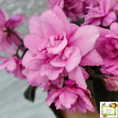 Pink Tulip Gold (японская селекция)