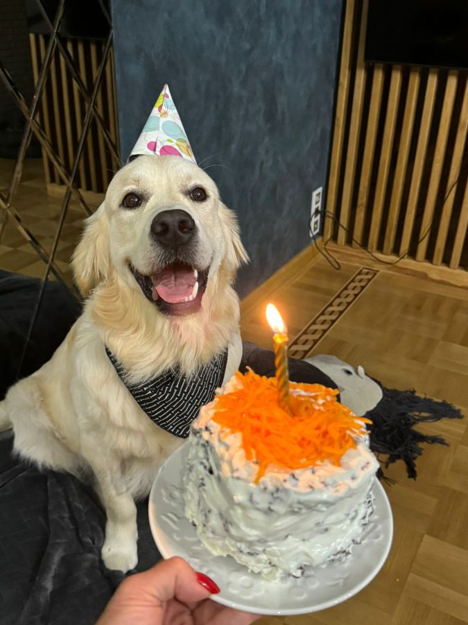 Багги (Русское Золото Явгений), 1 год