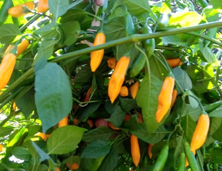 Перец острый Lemon Drop (Aji Limo) - Томатный мир