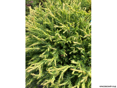 Туя Мр.Боулинг Болл - Mr. Bowling Ball