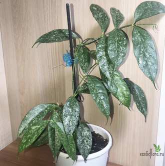 Hoya Cystiantha splash