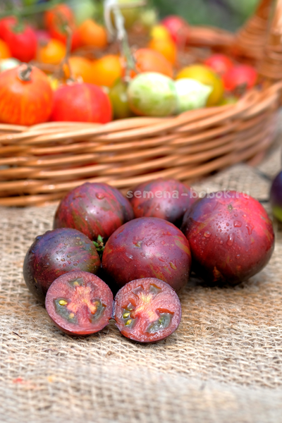 Томат Dwarf Gondwana Lava (Гном Гондвана Лава), 10 шт