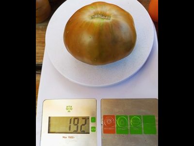 Томат Фиолетовый Оуэна (Owen's Purple), США