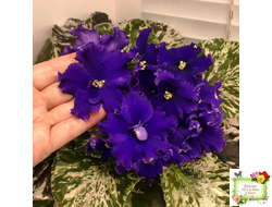 ЛЕ-Демо (Е. Лебецкая) 2014 г.