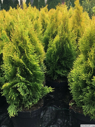 Туя Кинг Смарагд - King of Smaragd