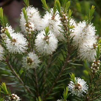 Чайное дерево (Melaleuca alternifolia), листья (5 мл) - 100% натуральное эфирное масло