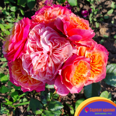 Кенсингтон Гарденc (Kensington Gardens)