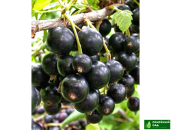 Смородина черная "Селеченская 2"