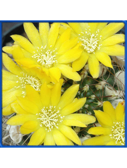 Weingartia neocumingii HS 93a
