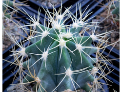 Ferocactus glaucescens (D=55-60mm)