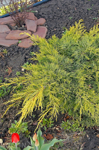Можжевельник средний Goldkissen