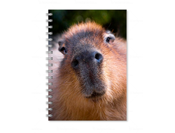 Тетрадь Капибара, Kapibara-san №14