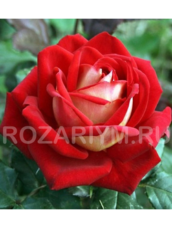 Rozariym.ru Нью Фешн (New Fashion)