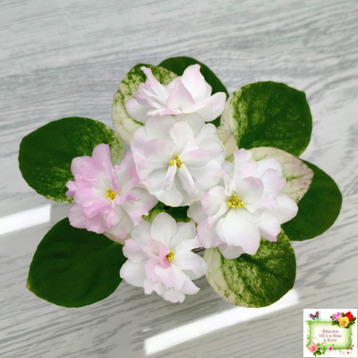 СВ-Город Грасс (О. Емельянова) 2024 г. трейлер (2  листа посажены в 1 стак-ке 07.10.25)