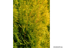 Туя западная Янтарь - Jantar