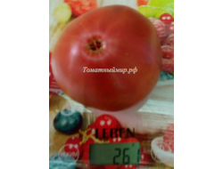 Томат Бычок черный (Казахстан)