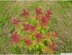 Спирея Макрофила - Macrophylla