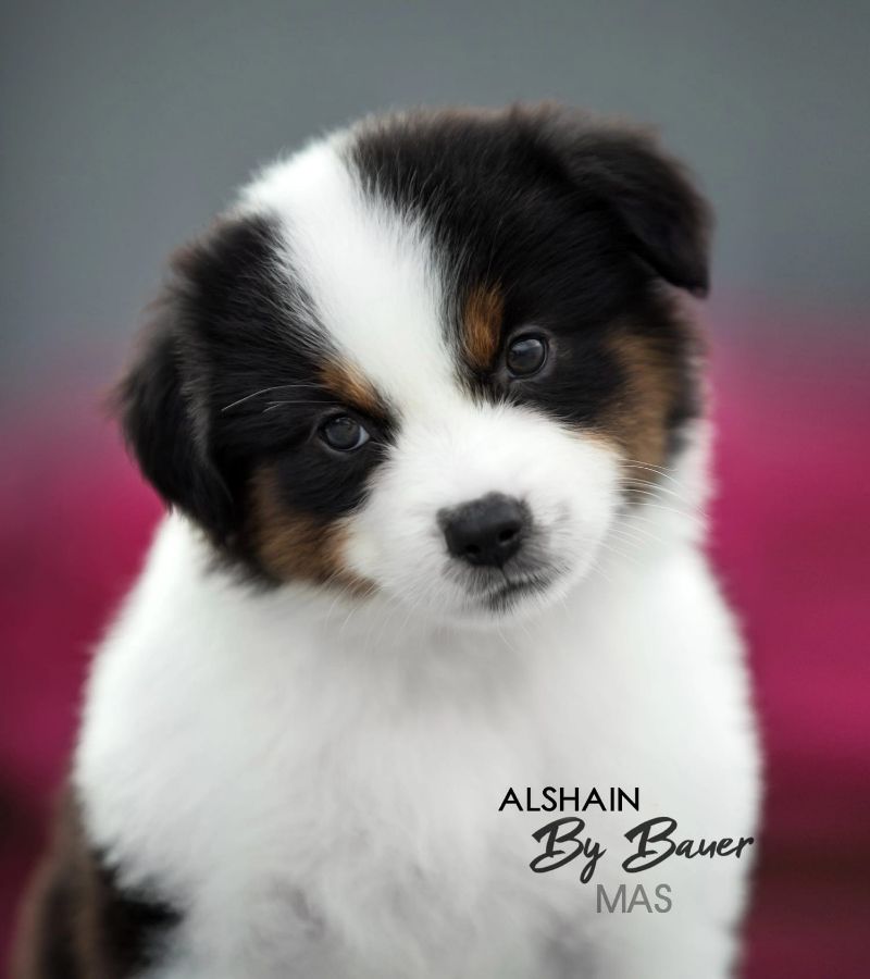 ALSHAIN BY BAUER