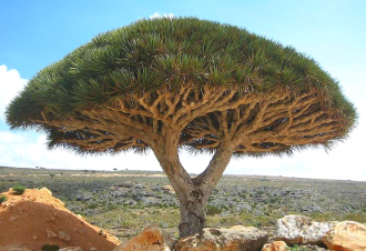 Ладан (Boswellia Carterii) Сомали, 10 мл - 100% натуральное эфирное масло