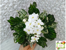 LV-Зюзя (Л. Шевелева) 2025 г. трейлер (клакамас пестролистный)