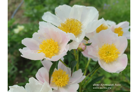 Цветение пионов 2020 году