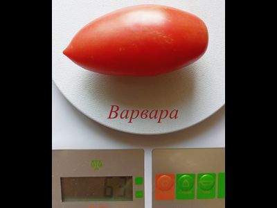 Томат Варвара