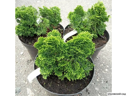 Кипарисовик Нана Грасилис - Nana Gracilis