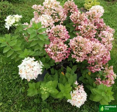 Гортензия метельчатая "Touch of Pink" (Тач оф Пинк)