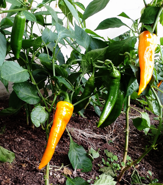 Семена сладкого перца Ариэль