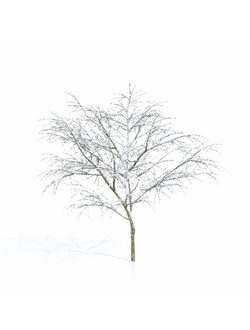 зимние Дерево зимнее 7