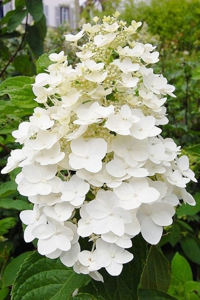 Гортензия метельчатая Unique