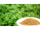 Пажитник (Triganella foenum-graecum) 1 г - СО2 экстракт