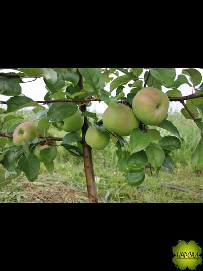 Яблоня "БРЯНСКОЕ ЗОЛОТИСТОЕ" Саженец 2,5 года (полукарлик)