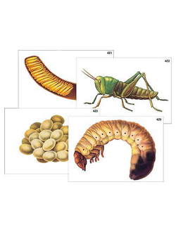 Модель-аппликация "Развитие насекомых с полным и неполным превращением" (ламинированная)