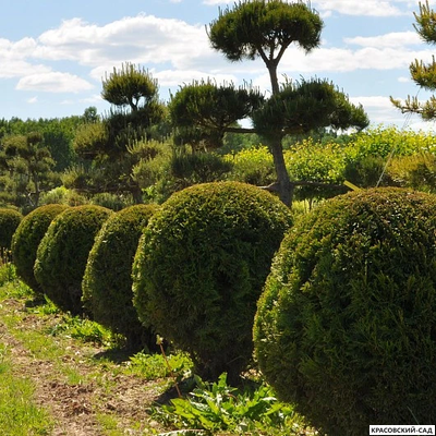 Туя Смаргад в форме шара
