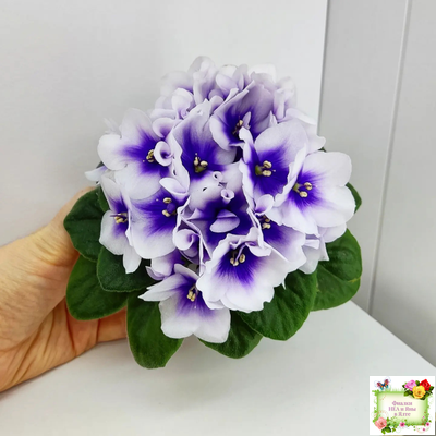 ЛЕ-Мятная Прохлада (Е. Лебецкая) 2019 г.