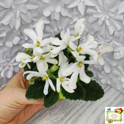 Lunar Lily white (Лунэ Лили уайт) (селекционер неизвестен)