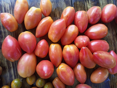 Томат Гном Затонувший персик (Dwarf Sunkissed Peach), США, Австралия